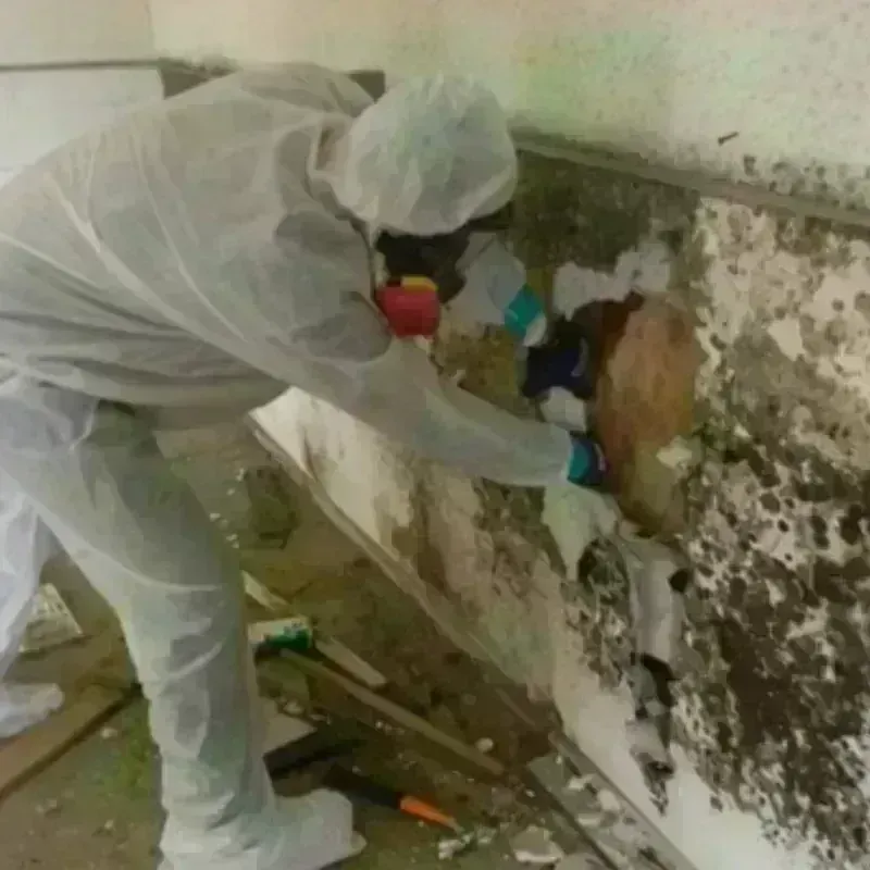 Mold Remediation and Removal in Shawnee, KS